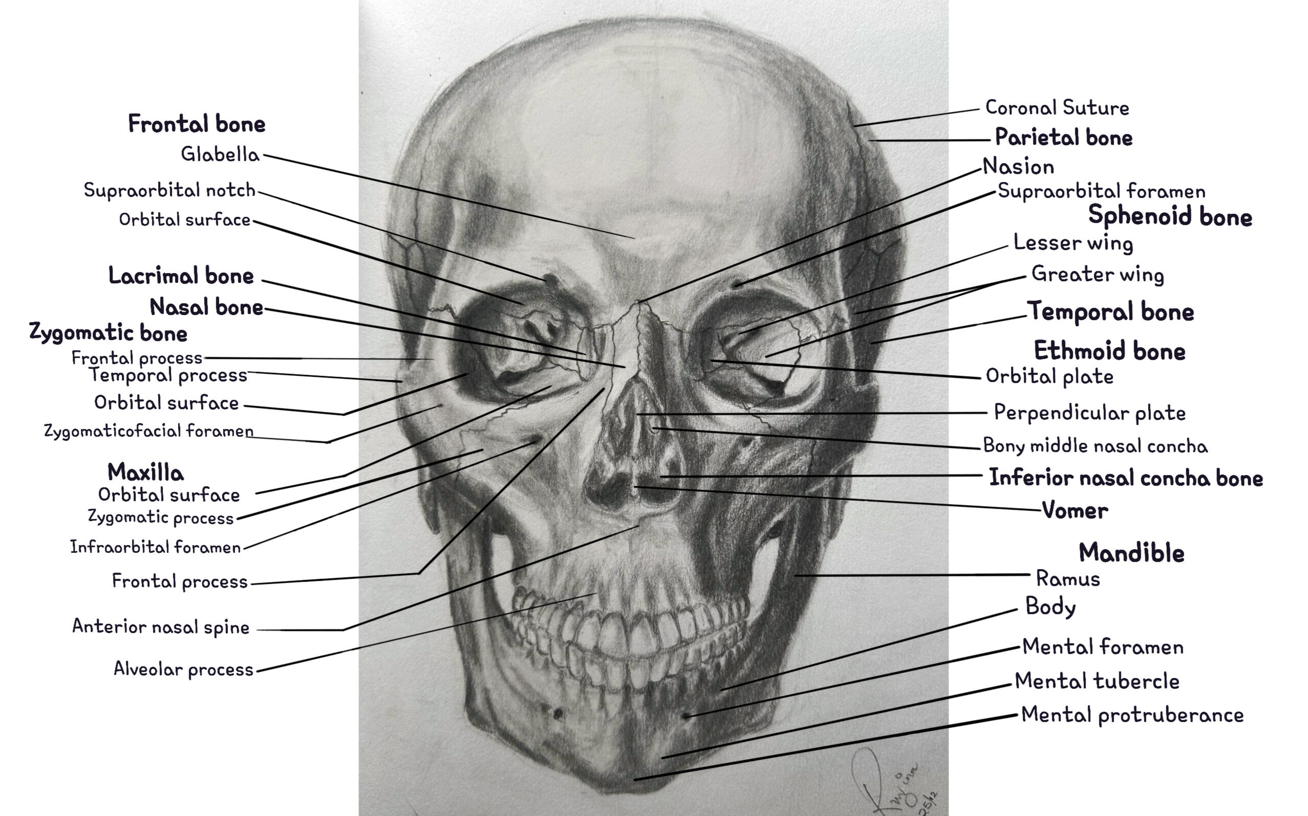 Skull, Anterior View | Hybrid Media (Graphite Pencil on Paper + Autodesk Sketchbook Digital Labelling) | 2025 References: Netter Atlas of Human Anatomy by F. H Netter; human.biodigital.com; Artistic Anatomy by Dr Paul Richer