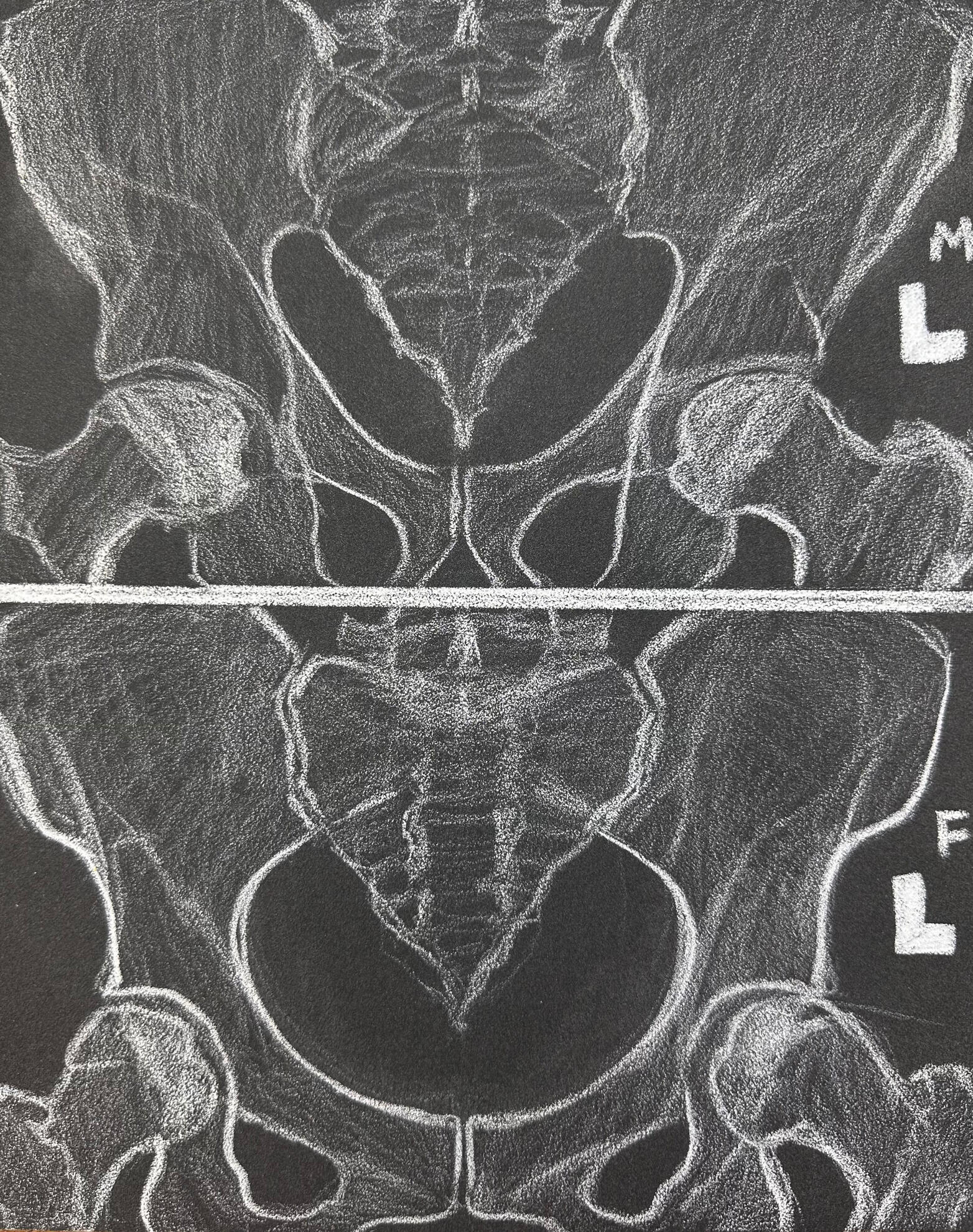 Cold Files: John Doe vs Jane Doe (Part 1) | White Pencil on Pastel Mat | 2025: A peek at some bony differences