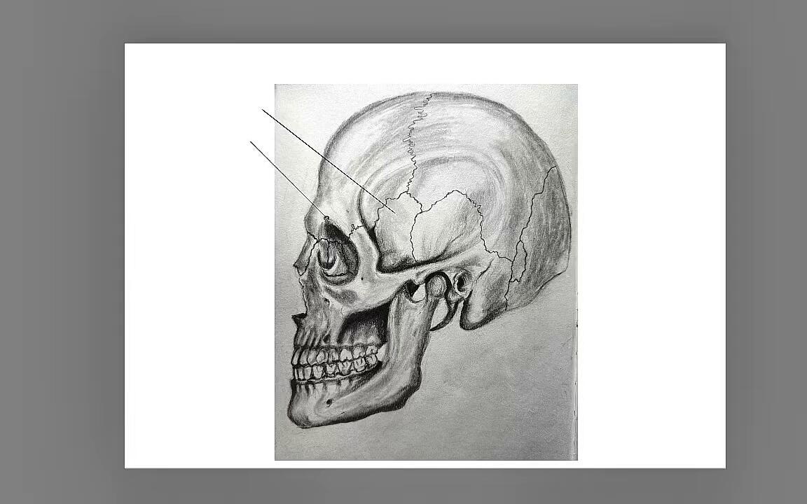 Digitally labelling the skull in profile, on Autodesk Sketchbook
